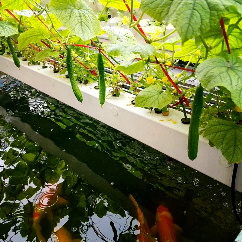 泸州市蔬菜大棚鱼菜共生 - 推荐