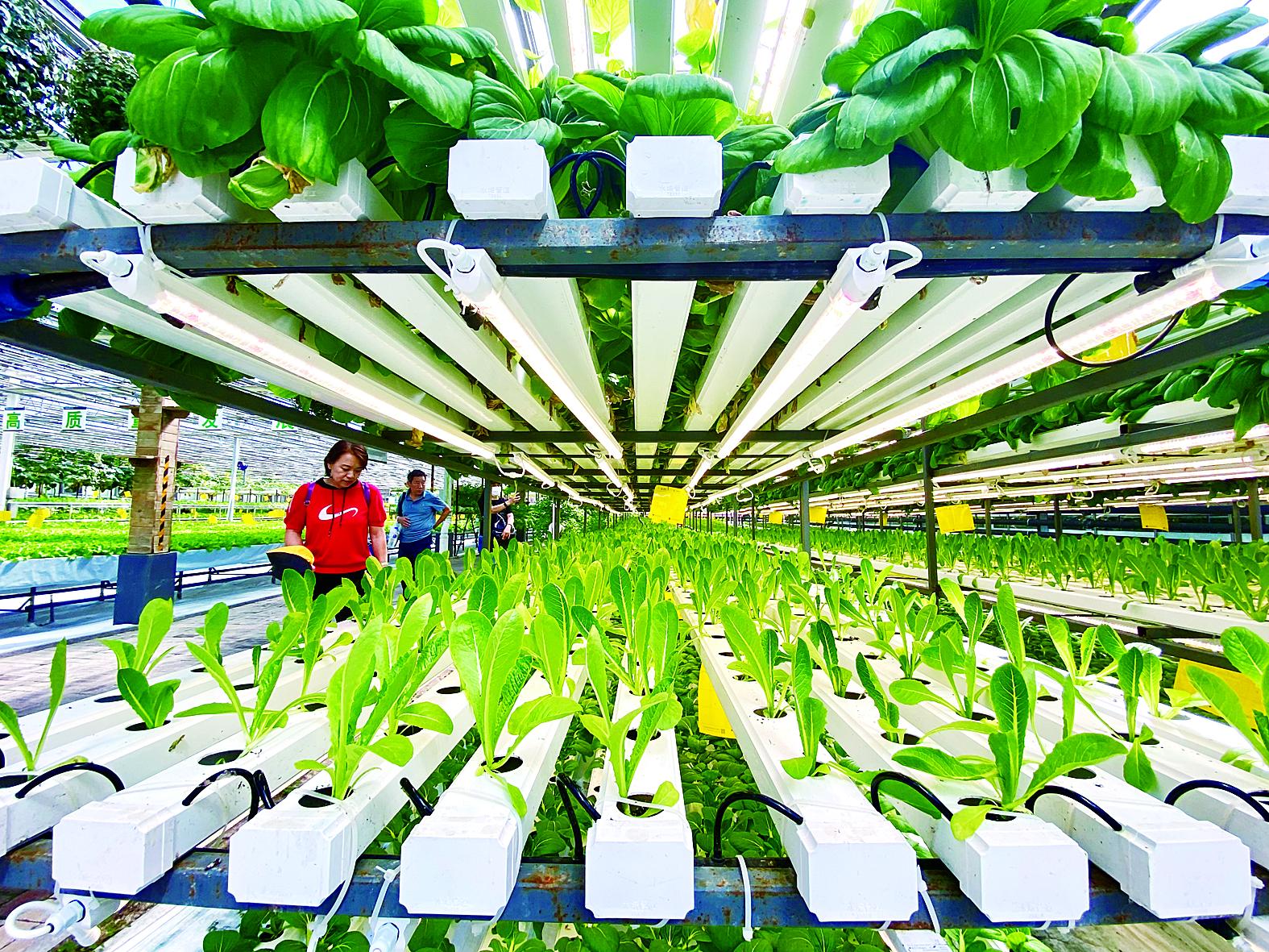 泸州市苗床蔬菜大棚 - 方案